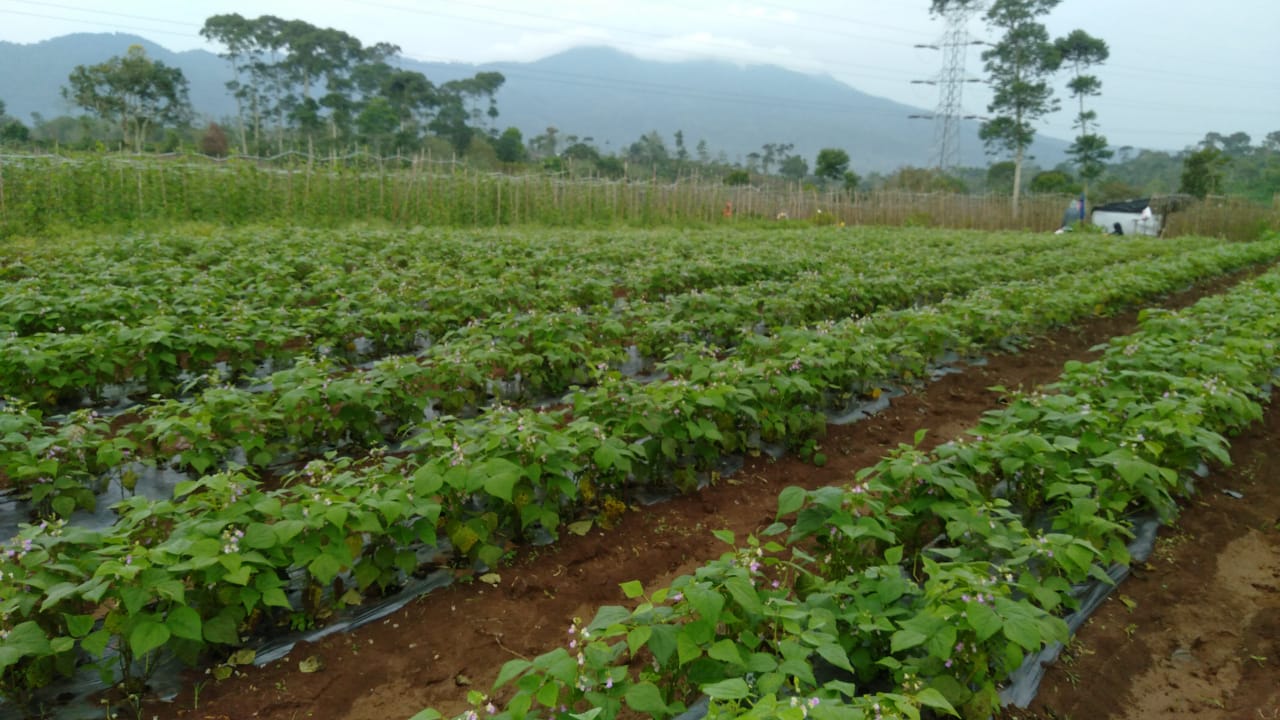 TEKNOLOGI DAN PRODUKSI BENIH AGT-C GNP2025