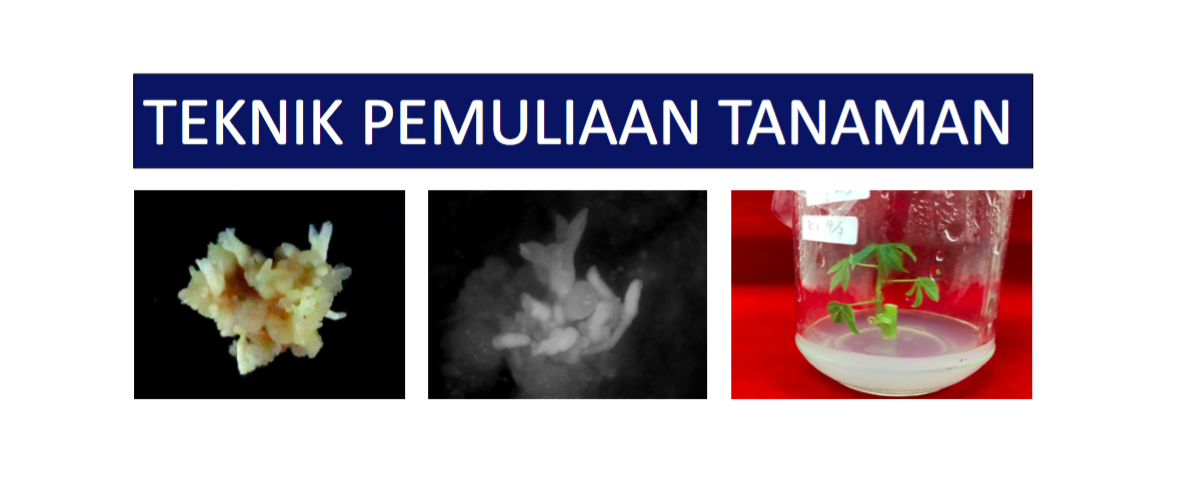 Teknik Pemuliaan Tanaman