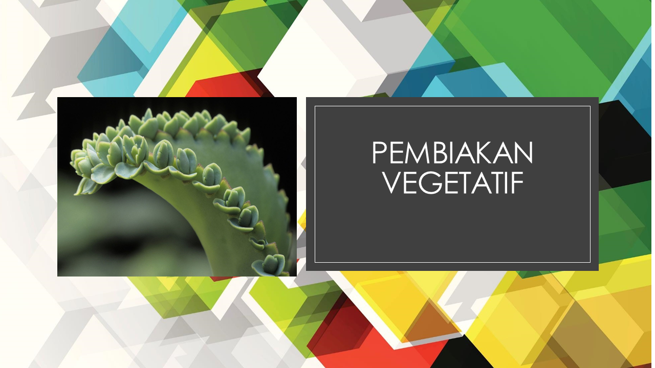 PEMBIAKAN VEGETATIF KELAS B 