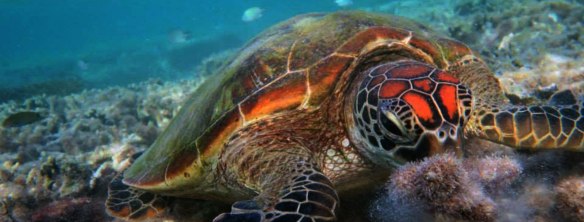 EKOLOGI LAUT TROPIS 19