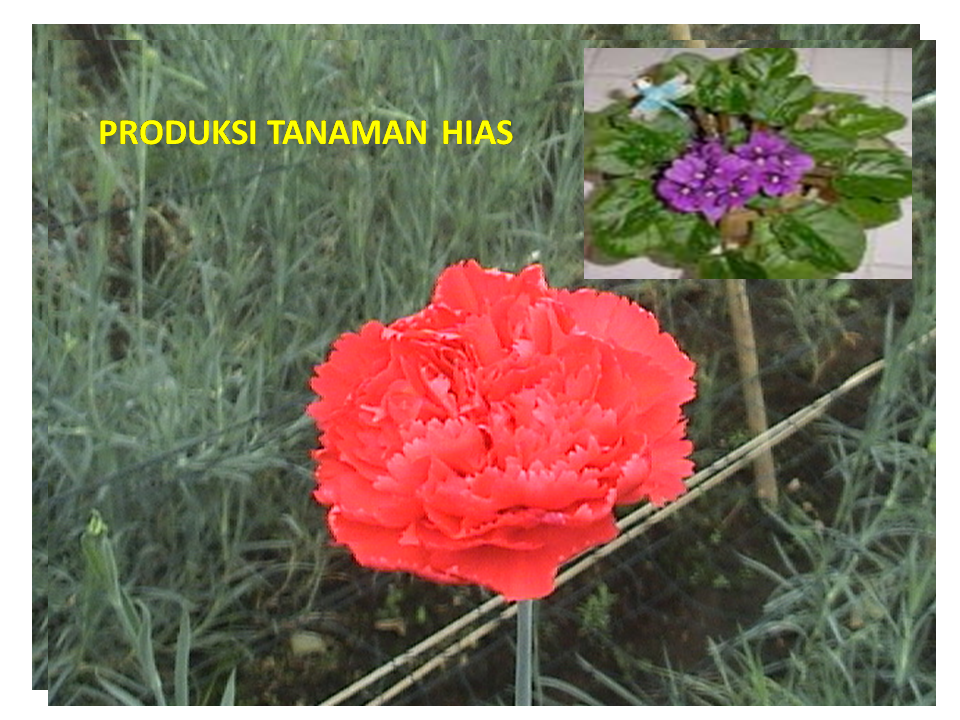 Produksi Tanaman Hias