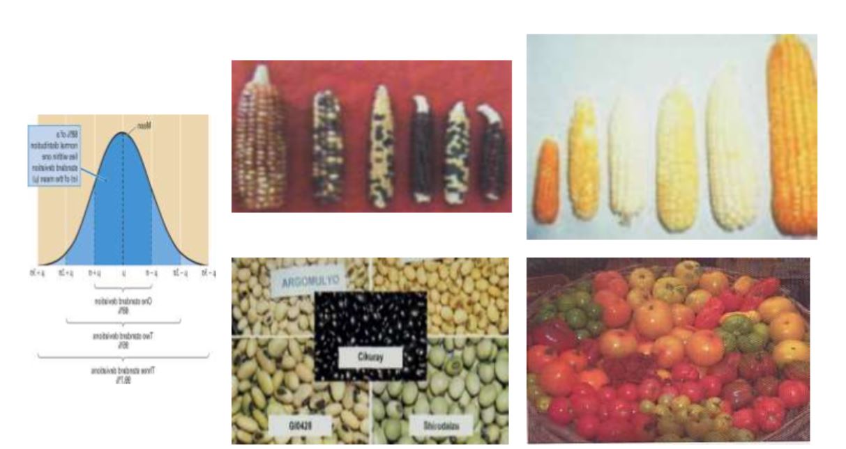 Pemuliaan Tanaman AGR-A_Genap 2021