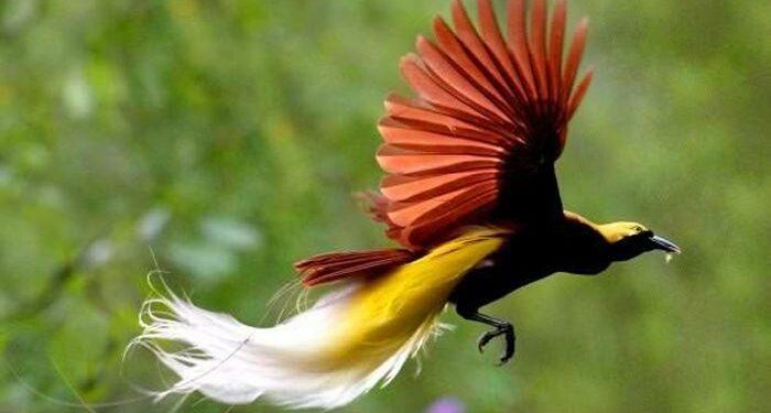 Fisiologi Hewan Kelas A (T. A.2020/2021)