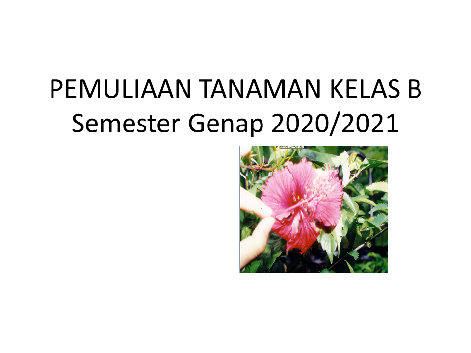 Pemuliaan Tanaman AGH Kelas B semester genap 2020/2021