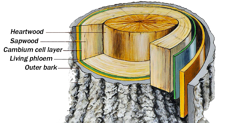 Struktur dan Sifat-sifat Kayu (B)