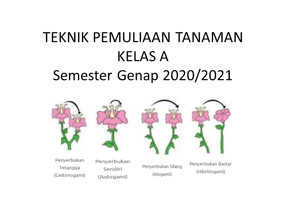 Teknik Pemuliaan Tanaman AGT kelas A SM Genap 2020/2021