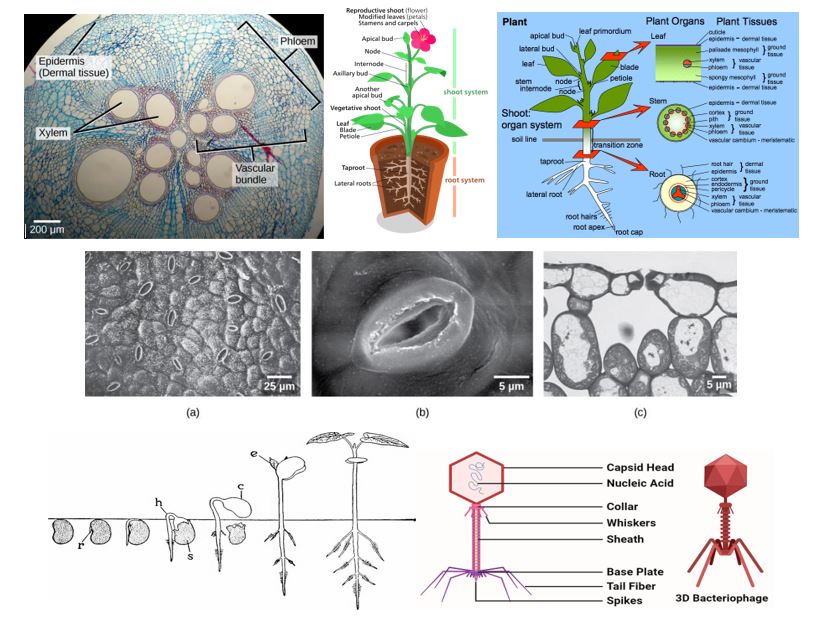BIOLOGI II - BOTANI