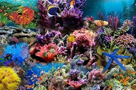 Avertebrata Laut IKL