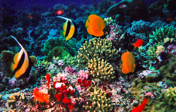 BIOLOGI LAUT IKL