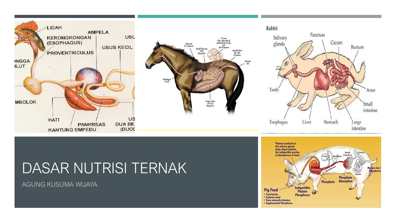 Dasar Ilmu Nutrisi PTK A 2020/2021
