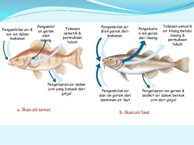 9200 Ikan Air Laut Salinitas HD Terbaru