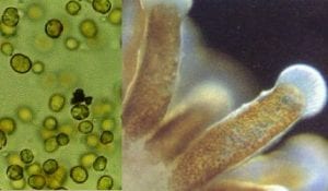 Bioekologi Simbion Laut IKL