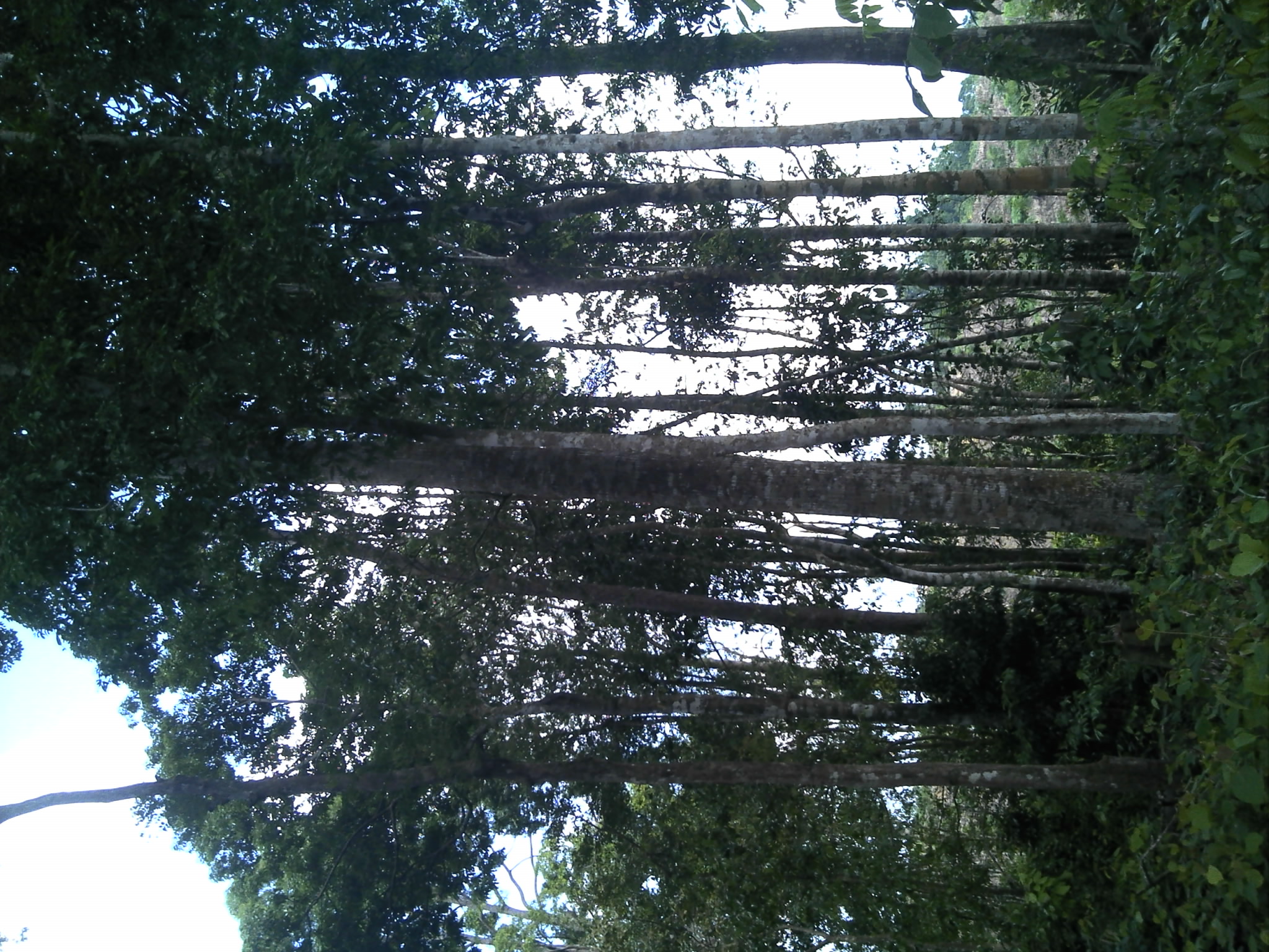 Kehutanan Masyarakat