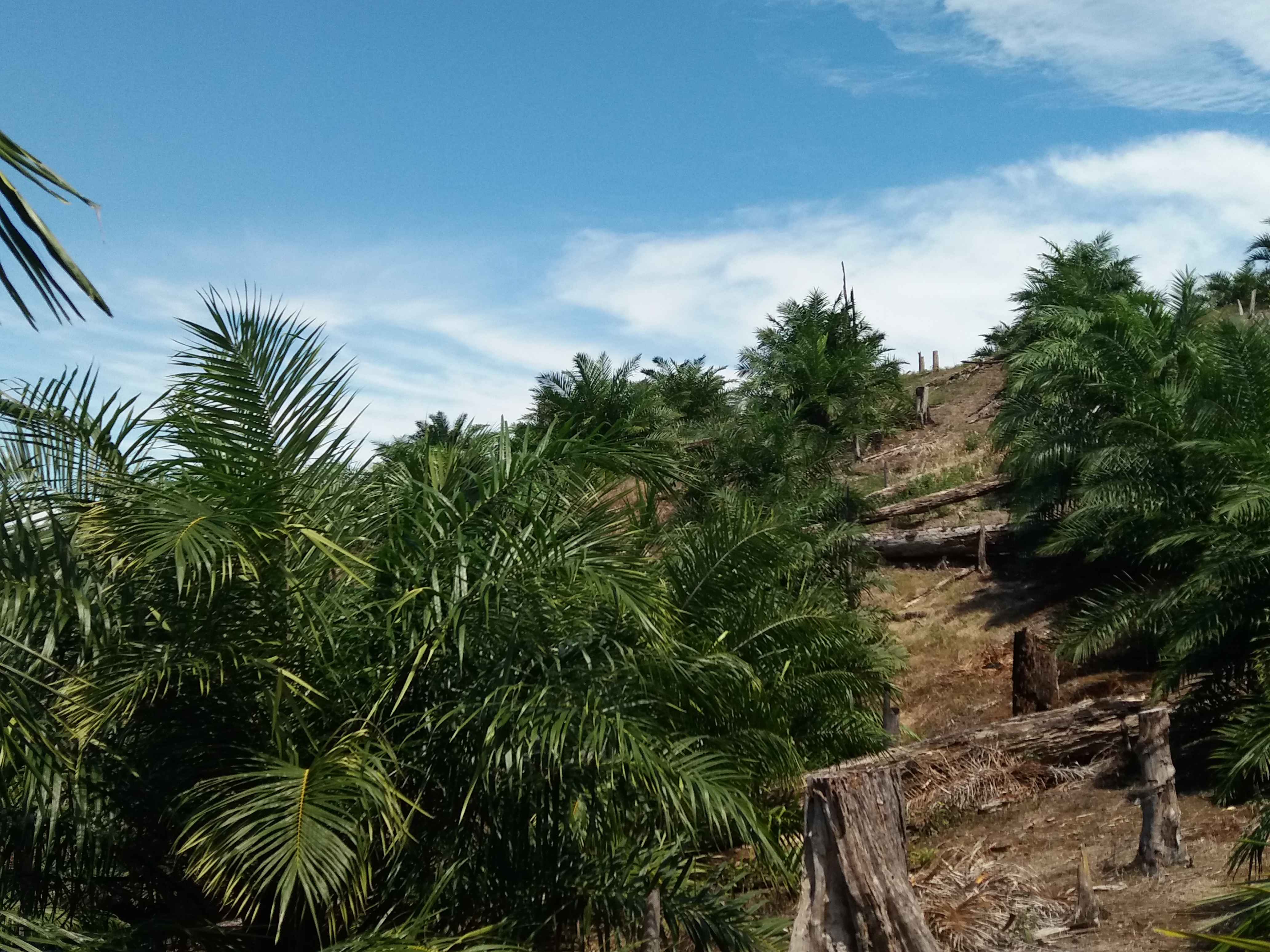 Kehutanan Masyarakat Tropika 