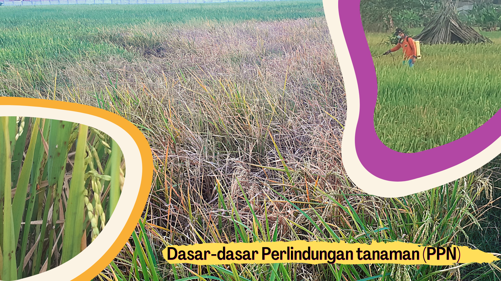FP S1 PPN-B_Dasar-dasar Perlindungan Tanaman_Ganjil 2021/2022