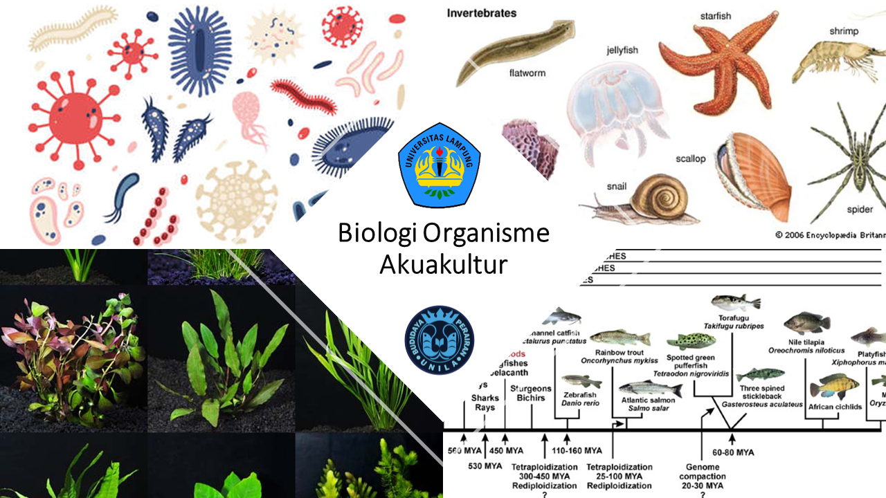 PS BDI Biologi Organisme Akuakultur Ganjil 2021/2022