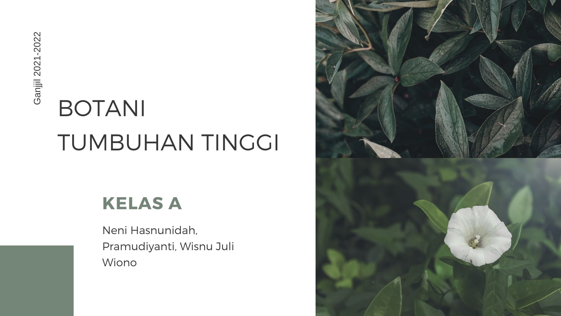 Botani Tumbuhan Tinggi Kelas A