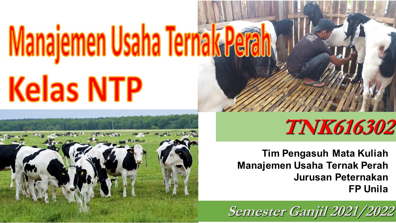 Manajemen Usaha Ternak Perah kelas NTP 2021