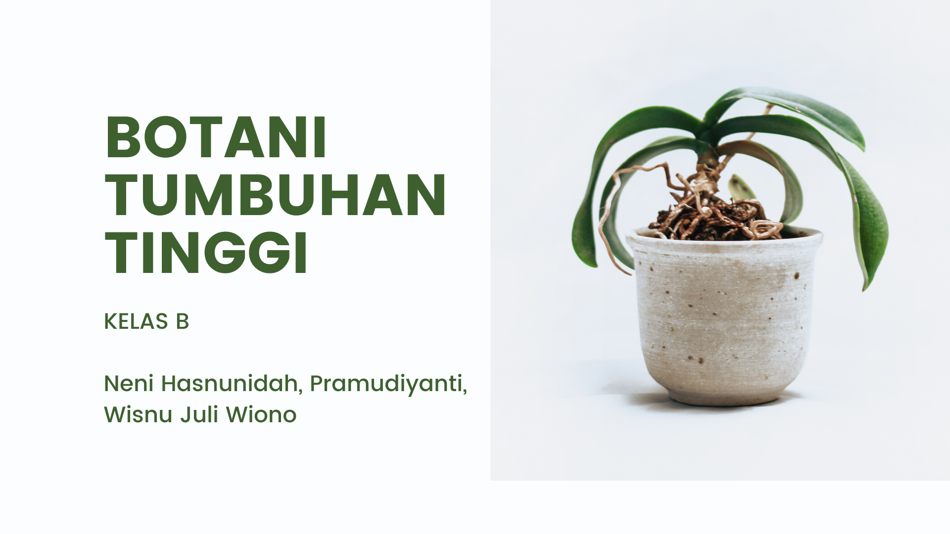 Botani Tumbuhan Tinggi Kelas B