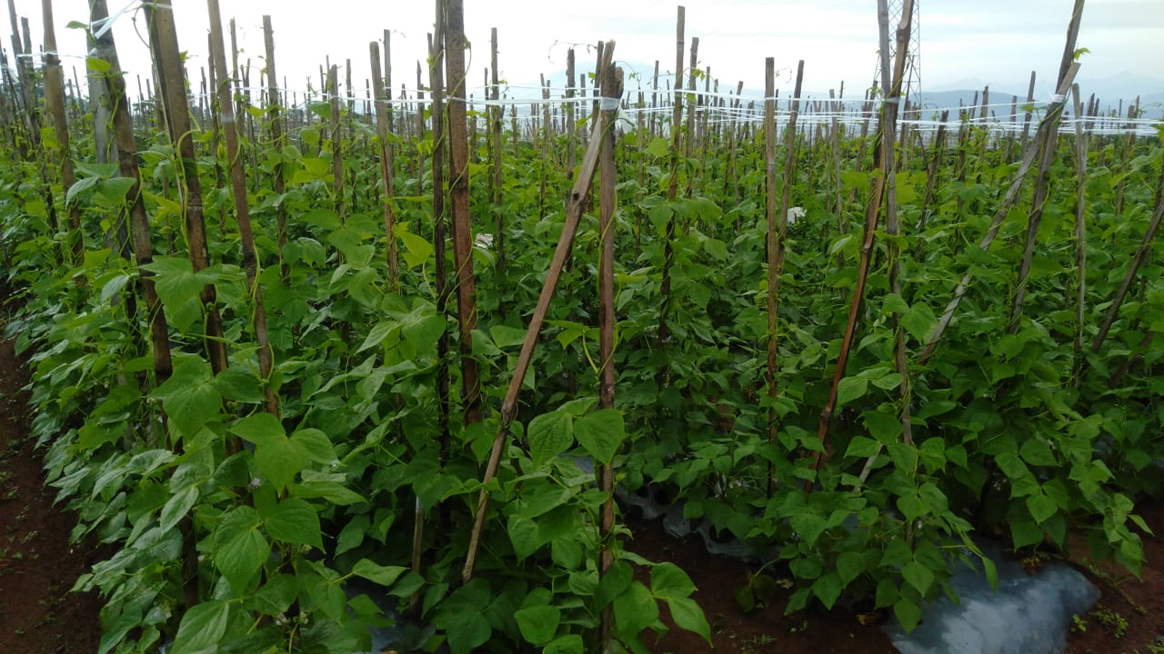 PRAKTIK UMUM PRODI AGR 2021