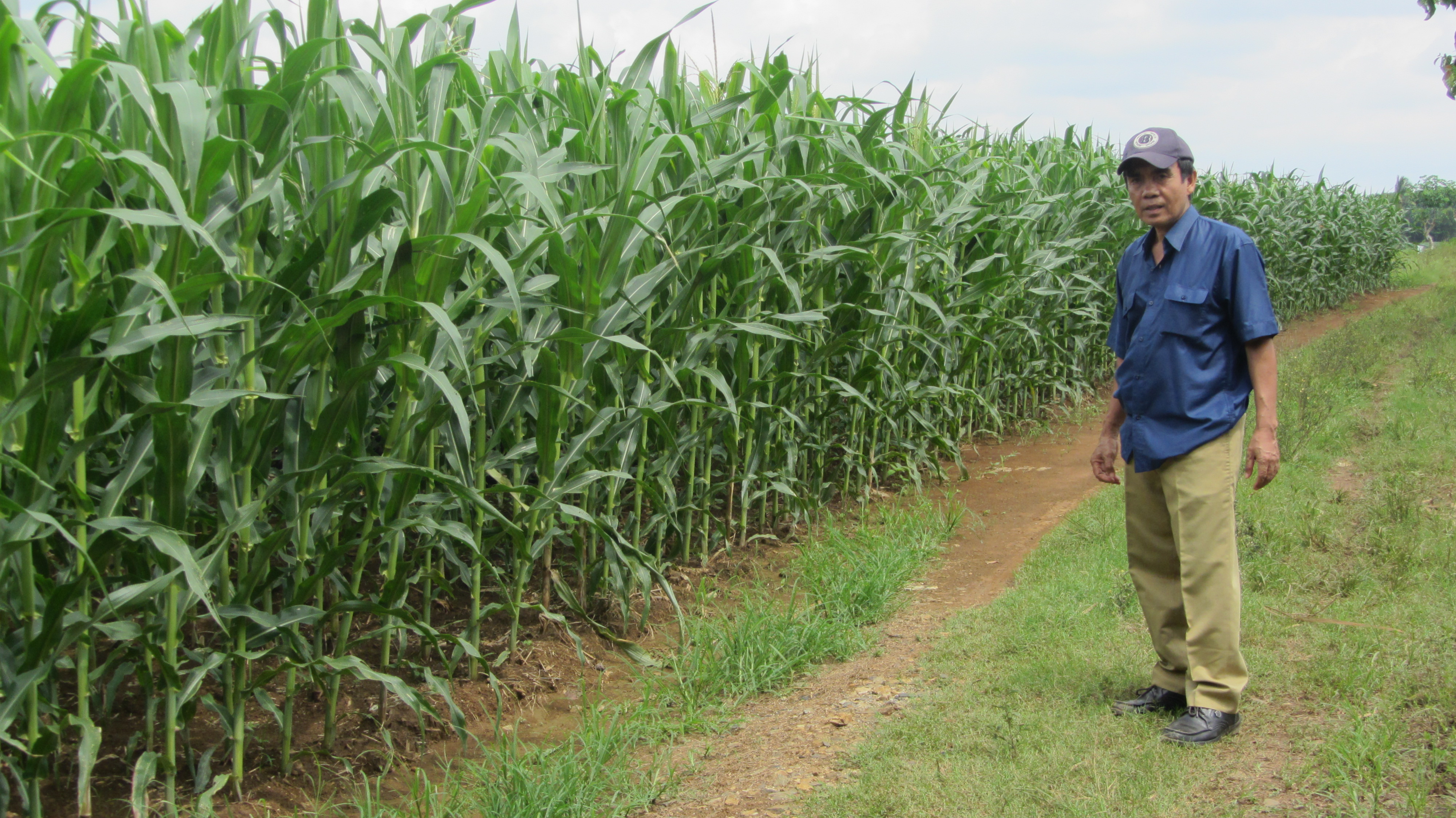 Teknik Pemantauan Hama dan Penyakit Tanaman