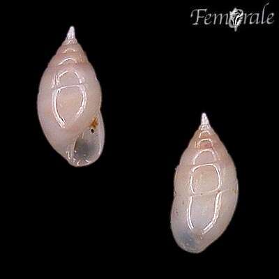 Berikut adalah gambar Parvioris vulvescens