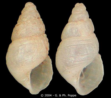 Berikut adalah gambar Boonea bisutularis