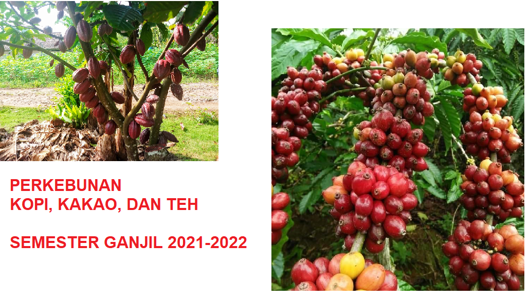 PERKEBUNAN KOPI, KAKAO, DAN TEH GANJIL 2021