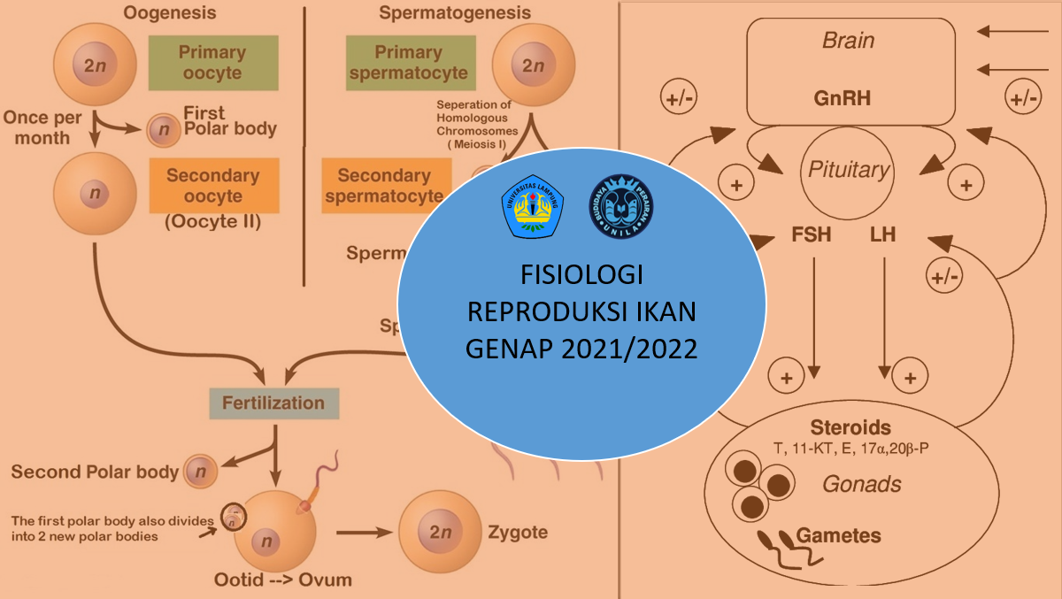 Fisiologi Reproduksi Ikan Kelas A PSBDI Genap 2021/2022 