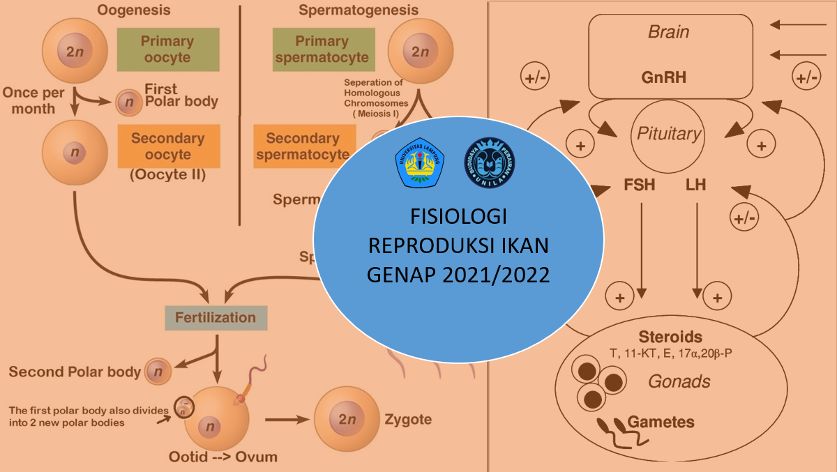 Fisiologi Reproduksi Ikan Kelas B PSBDI Genap 2021/2022