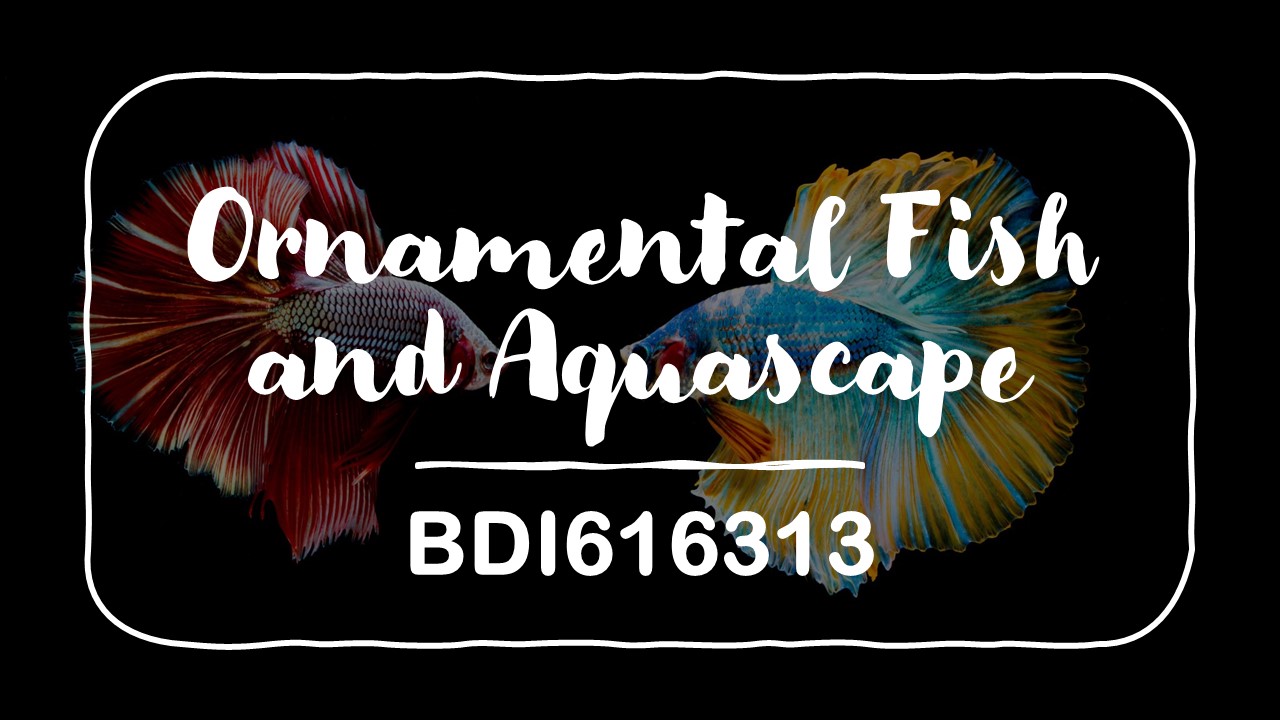 PSBDI Ikan Hias dan Akuaskap Genap 2021/2022 Kelas B