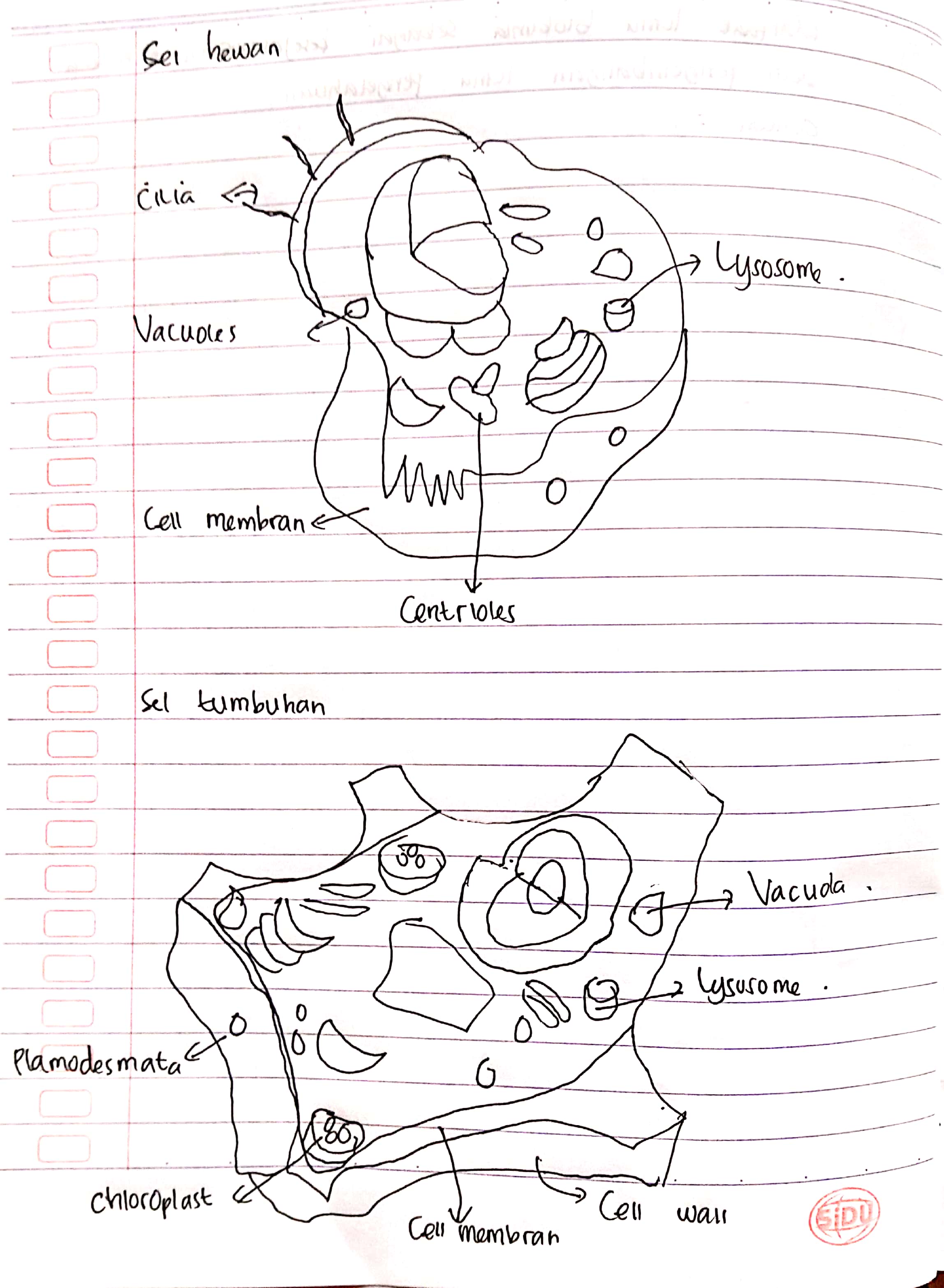 Attachment Ica pitriani_2114231003_sketsa sel_1.jpg