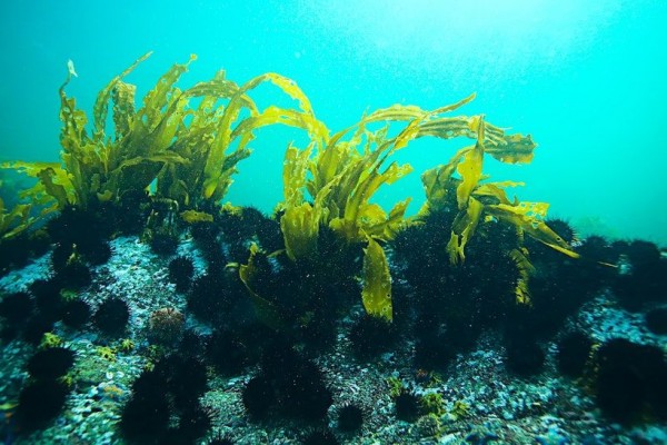 Botani Tumbuhan Rendah