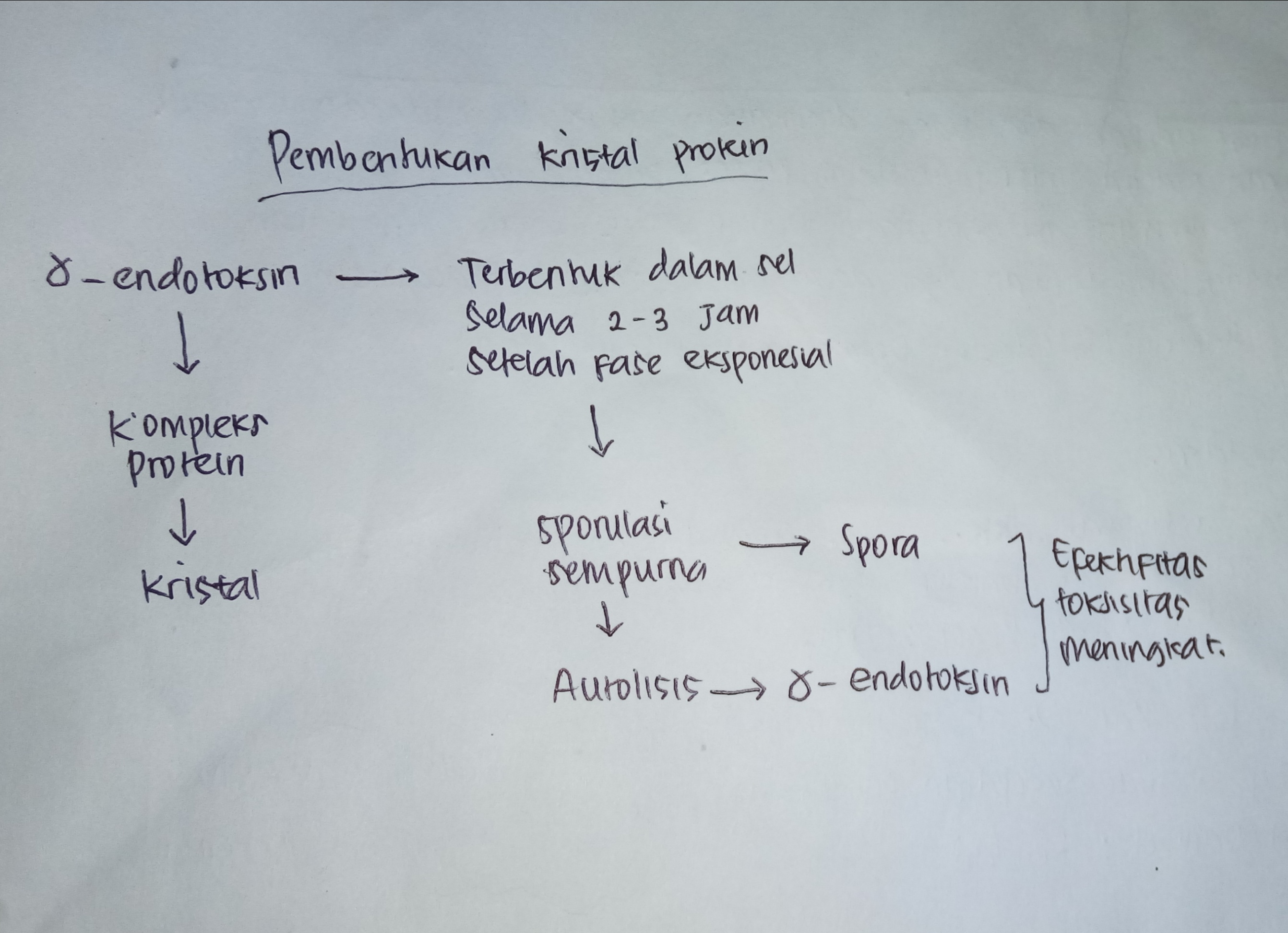 Attachment pembentukan kristal protein.JPG